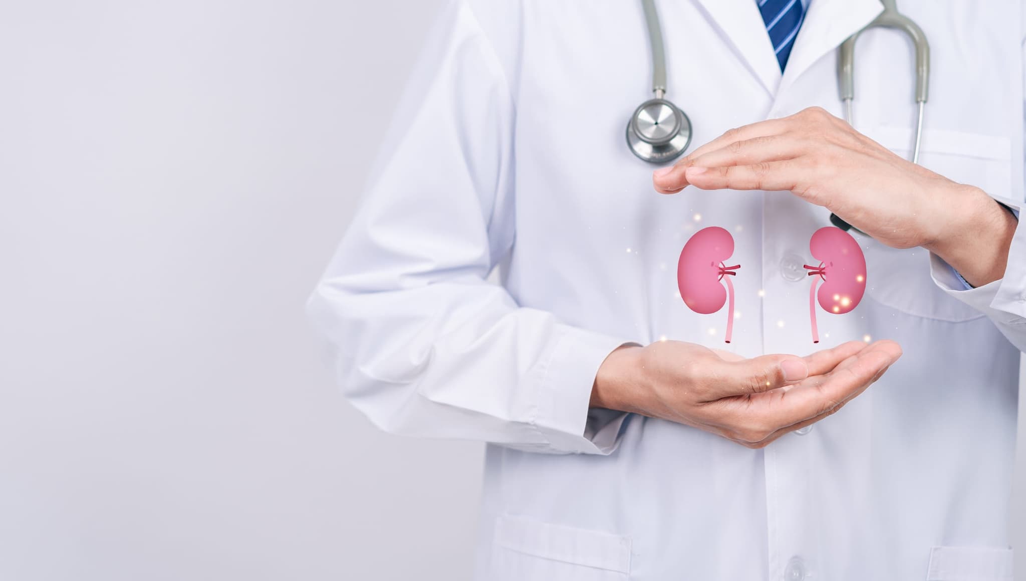 A clinician examining a 3D digital kidney visualization during a consultation