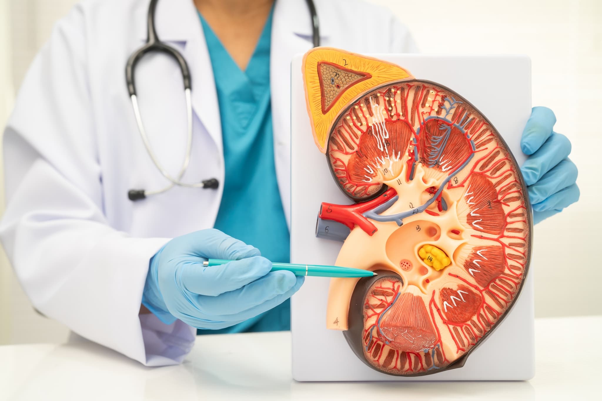 Detailed illustration of human kidney anatomy showing internal structures