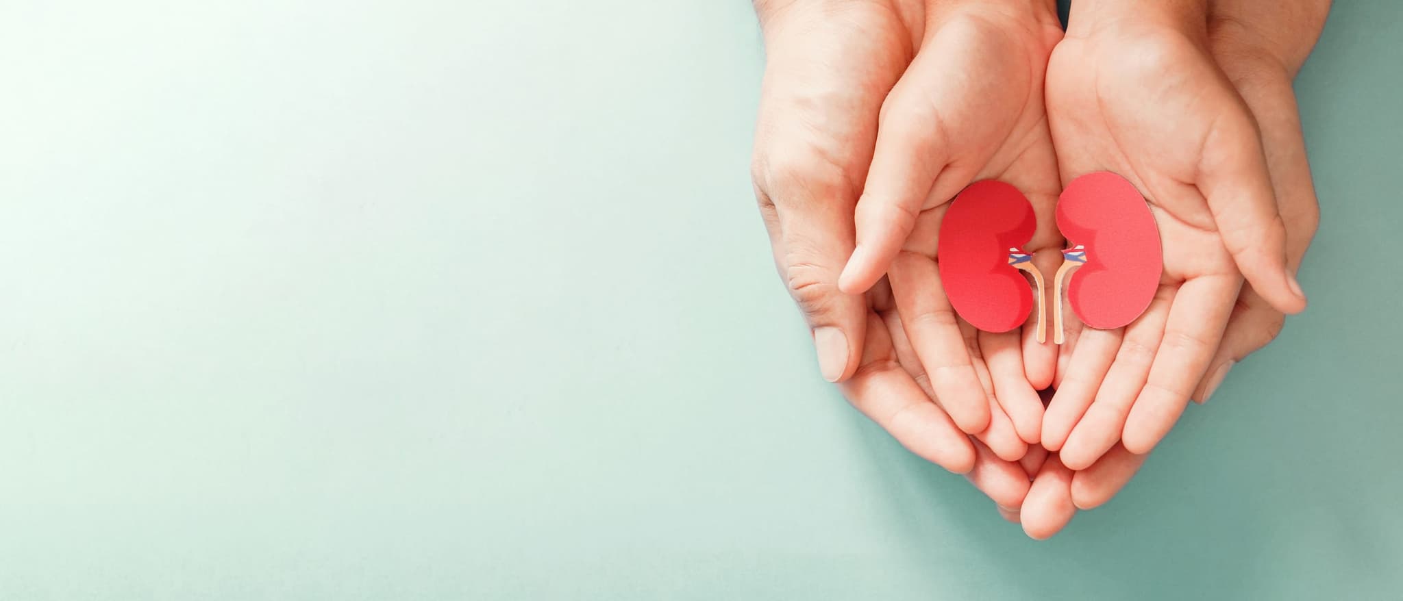 A pair of hands cradling an illustration of kidneys, symbolizing patient-centered kidney care