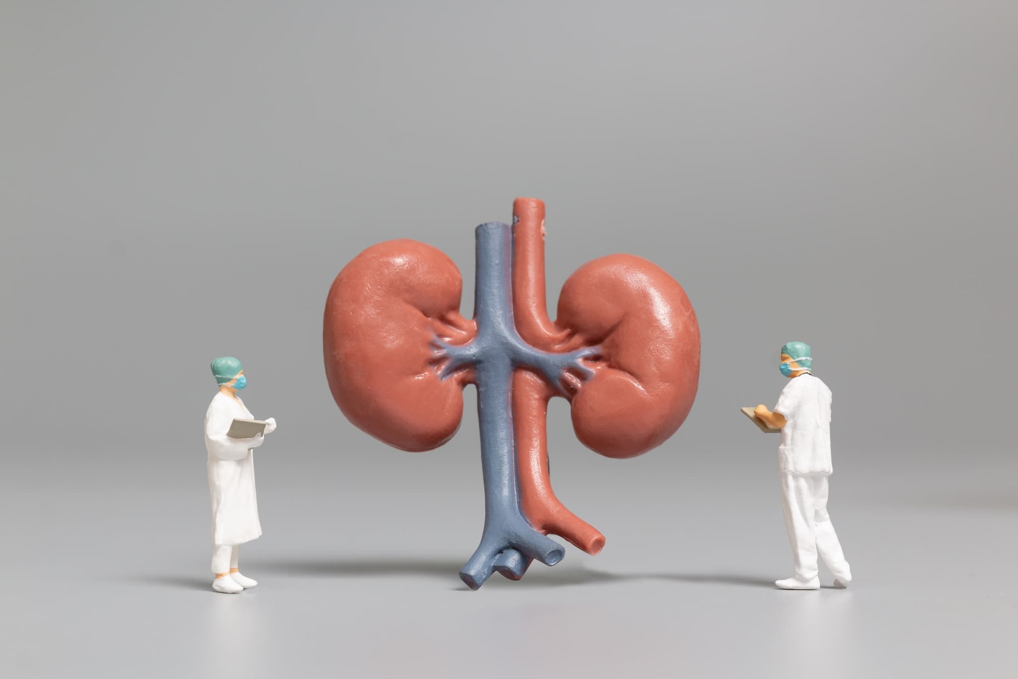 Anatomical model of a human kidney used for patient education sessions